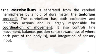 •The cerebellum is separated from the cerebral
hemispheres by a fold of dura mater, the tentorium
cerebelli. The cerebellum has both
inhibitory actions and is largely
coordination of movement. It also controls
2/13/2023 29
excitatory and
responsible for
fine
movement, balance, position sense (awareness of where
each part of the body is), and integration of sensory
input.
 