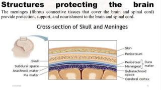 Structures protecting the brain
The meninges (fibrous connective tissues that cover the brain and spinal cord)
provide protection, support, and nourishment to the brain and spinal cord.
2/13/2023 31
 