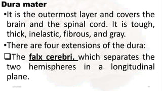 Dura mater
•It is the outermost layer and covers the
brain and the spinal cord. It is tough,
thick, inelastic, fibrous, and gray.
•There are four extensions of the dura:
The falx cerebri, which separates the
two hemispheres in a longitudinal
plane.
2/13/2023 34
 
