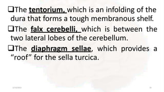 The tentorium, which is an infolding of the
dura that forms a tough membranous shelf.
The falx cerebelli, which is between the
two lateral lobes of the cerebellum.
The diaphragm sellae, which provides a
“roof” for the sella turcica.
2/13/2023 35
 