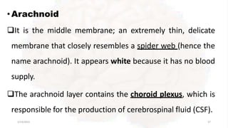 •Arachnoid
It is the middle membrane; an extremely thin, delicate
membrane that closely resembles a spider web (hence the
name arachnoid). It appears white because it has no blood
supply.
The arachnoid layer contains the choroid plexus, which is
responsible for the production of cerebrospinal fluid (CSF).
2/13/2023 37
 