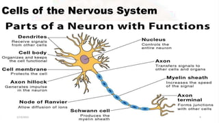 Cells of the Nervous System
2/13/2023 4
 