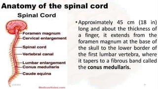 Anatomy of the spinal cord
•Approximately 45 cm (18 in)
long and about the thickness of
a finger, it extends from the
foramen magnum at the base of
the skull to the lower border of
the first lumbar vertebra, where
it tapers to a fibrous band called
the conus medullaris.
2/13/2023 47
 