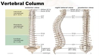 Vertebral Column
2/13/2023 49
 