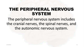 THE PERIPHERAL NERVOUS
SYSTEM
The peripheral nervous system includes
the cranial nerves, the spinal nerves, and
the autonomic nervous system.
2/13/2023 51
 