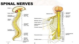 SPINAL NERVES
2/13/2023 54
 