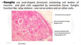 • Ganglia are oval-shaped structures containing cell bodies of
neurons and glial cells supported by connective tissue. Ganglia
function like relay stations - one nerve enters and an other exits.
2/13/2023 6
 