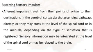 Receiving Sensory Impulses
• Afferent impulses travel from their points of origin to their
destinations in the cerebral cortex via the ascending pathways
directly, or they may cross at the level of the spinal cord or in
the medulla, depending on the type of sensation that is
registered. Sensory information may be integrated at the level
of the spinal cord or may be relayed to the brain.
2/13/2023 64
 
