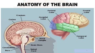 ANATOMY OF THE BRAIN
2/13/2023 9
 