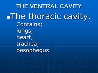 THE VENTRAL CAVITY
The thoracic cavity.
Contains;
lungs,
heart,
trachea,
oesophegus
 