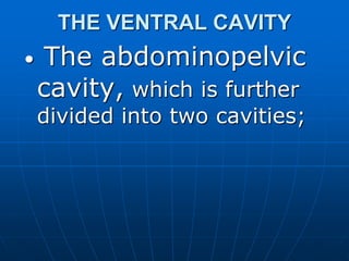 THE VENTRAL CAVITY
• The abdominopelvic
cavity, which is further
divided into two cavities;
 