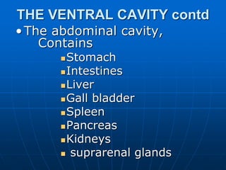 THE VENTRAL CAVITY contd
•The abdominal cavity,
Contains
Stomach
Intestines
Liver
Gall bladder
Spleen
Pancreas
Kidneys
 suprarenal glands
 