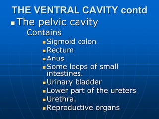 THE VENTRAL CAVITY contd
 The pelvic cavity
Contains
 Sigmoid colon
 Rectum
 Anus
 Some loops of small
intestines.
 Urinary bladder
 Lower part of the ureters
 Urethra.
 Reproductive organs
 