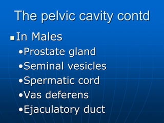 The pelvic cavity contd
 In Males
•Prostate gland
•Seminal vesicles
•Spermatic cord
•Vas deferens
•Ejaculatory duct
 