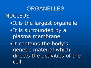 ORGANELLES
NUCLEUS
•It is the largest organelle.
•It is surrounded by a
plasma membrane
•It contains the body’s
genetic material which
directs the activities of the
cell.
 