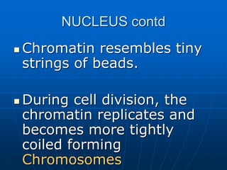 NUCLEUS contd
 Chromatin resembles tiny
strings of beads.
 During cell division, the
chromatin replicates and
becomes more tightly
coiled forming
Chromosomes
 