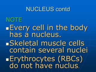 NUCLEUS contd
NOTE
Every cell in the body
has a nucleus.
Skeletal muscle cells
contain several nuclei
Erythrocytes (RBCs)
do not have nuclus.
 