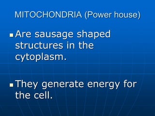 MITOCHONDRIA (Power house)
 Are sausage shaped
structures in the
cytoplasm.
 They generate energy for
the cell.
 