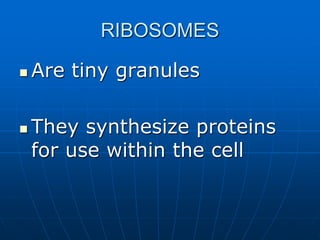 RIBOSOMES
 Are tiny granules
 They synthesize proteins
for use within the cell
 