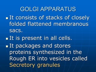 GOLGI APPARATUS
 It consists of stacks of closely
folded flattened membranous
sacs.
 It is present in all cells.
 It packages and stores
proteins synthesized in the
Rough ER into vesicles called
Secretory granules
 