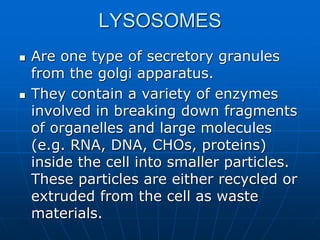 LYSOSOMES
 Are one type of secretory granules
from the golgi apparatus.
 They contain a variety of enzymes
involved in breaking down fragments
of organelles and large molecules
(e.g. RNA, DNA, CHOs, proteins)
inside the cell into smaller particles.
These particles are either recycled or
extruded from the cell as waste
materials.
 