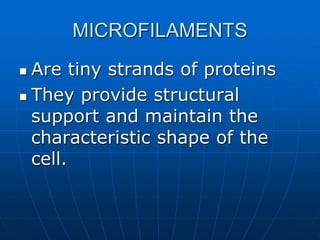 MICROFILAMENTS
 Are tiny strands of proteins
 They provide structural
support and maintain the
characteristic shape of the
cell.
 