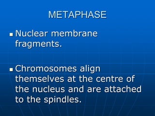 METAPHASE
 Nuclear membrane
fragments.
 Chromosomes align
themselves at the centre of
the nucleus and are attached
to the spindles.
 