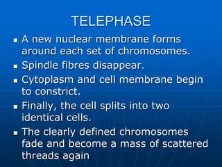 TELEPHASE
 A new nuclear membrane forms
around each set of chromosomes.
 Spindle fibres disappear.
 Cytoplasm and cell membrane begin
to constrict.
 Finally, the cell splits into two
identical cells.
 The clearly defined chromosomes
fade and become a mass of scattered
threads again
 