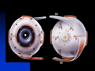 Anatomy and Physiology.ppt of eye uploaded | PPT