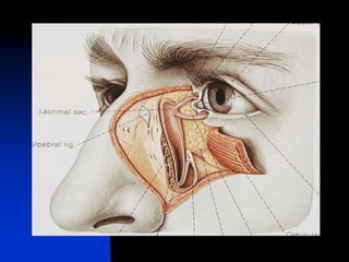 Anatomy and Physiology.ppt of eye uploaded | PPT