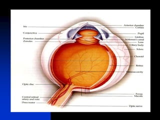 Anatomy and Physiology.ppt of eye uploaded | PPT