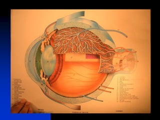 Anatomy and Physiology.ppt of eye uploaded | PPT