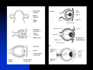 Anatomy and Physiology.ppt of eye uploaded | PPT