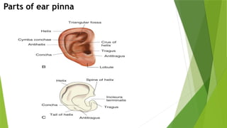 Anatomy and physiology of.External ear pptx | PPTX