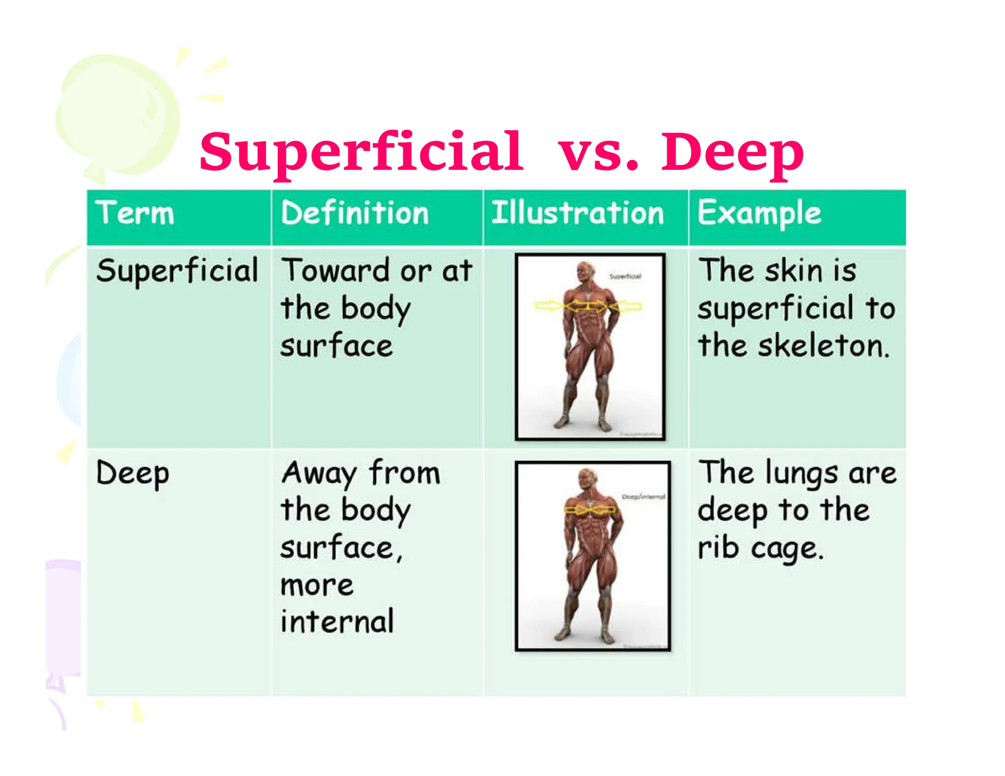 anatomy and physiology-lecture2.pdf