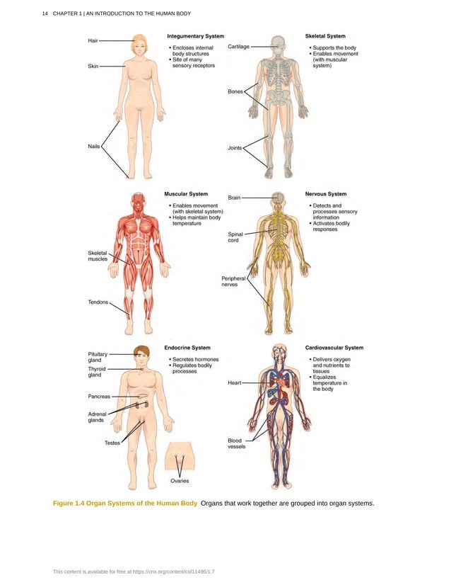Anatomy and Physiology - Openstax College.pdf