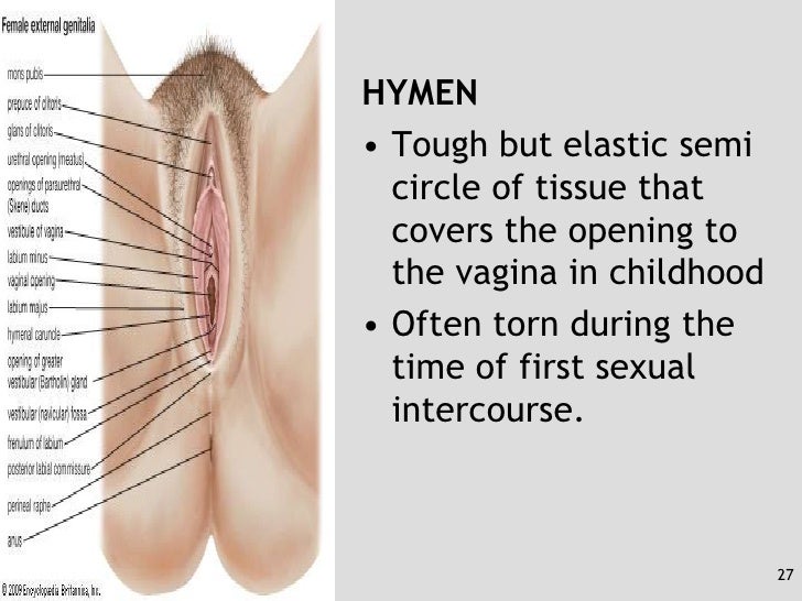 Posterior fourchette of the vagina