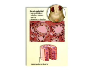 Anatomy And Physiology of Human tissues | PDF