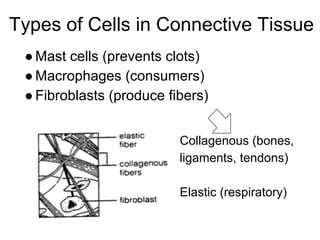 Anatomy And Physiology of Human tissues | PDF