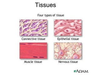 Tissues
 