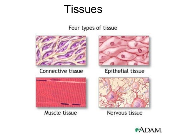 Anatomy and physiology Tissue Chapter