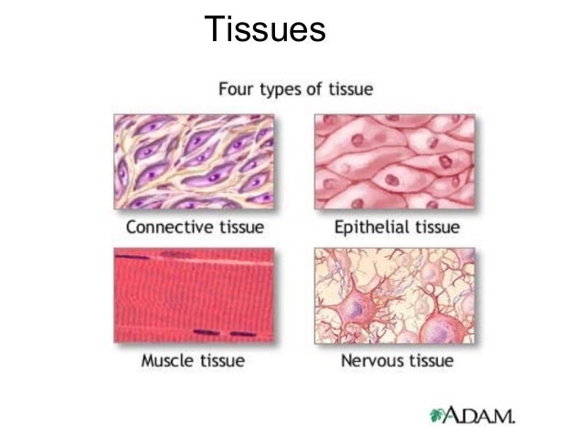 download angiotensin protocols (methods