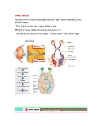 OPTIC NERVE:-
The optic nerves relay messages from your eyes to your brain to create
visual images.
They play a crucial role in your ability to see.
Millions of nerve fibers make up each optic nerve.
Damage to an optic nerve can lead to vision loss in one or both eyes.
 