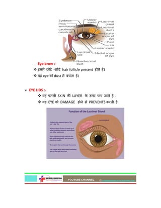 Eye brow :-
 इनमे छोटे -छोटे hair follicle present होते हे।
 यह eye को dust से बचता हे।
 EYE LIDS :-
 यह पतल SKIN क LAYER क
े ऊपर पाए जाते हे .
 यह EYE को DAMAGE होने से PREVENTS करती हे
 