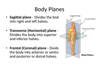 Halves Body Part Anatomy and physiology for yoga students | PPTX