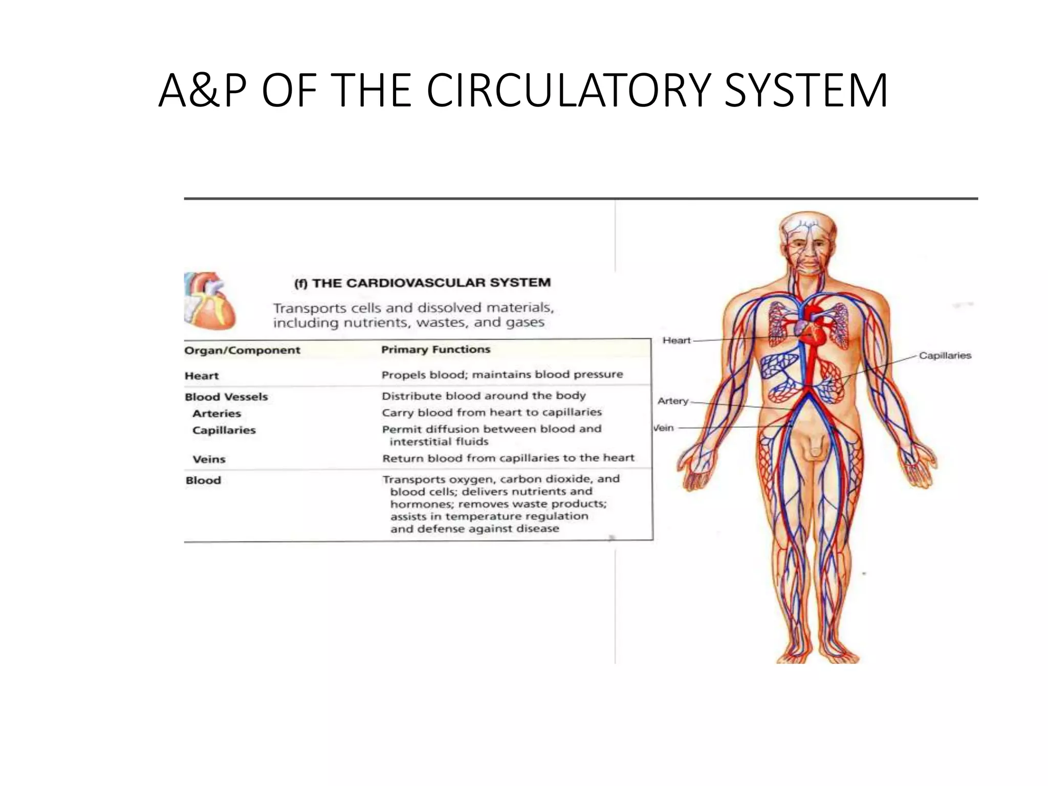 ANATOMY AND PHYSIOLOGY II.ppt