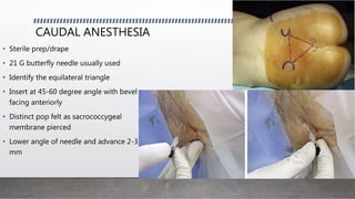 Anatomy and physiology in pediatrics | PPTX