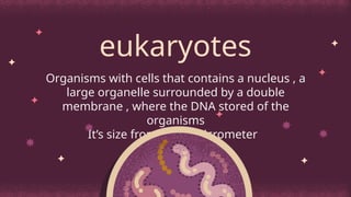 eukaryotes
Organisms with cells that contains a nucleus , a
large organelle surrounded by a double
membrane , where the DNA stored of the
organisms
It’s size from 5:100 micrometer
 