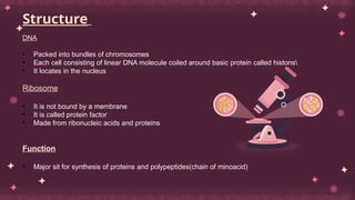 Structure
DNA
• Packed into bundles of chromosomes
• Each cell consisting of linear DNA molecule coiled around basic protein called histons
• It locates in the nucleus
Ribosome
• It is not bound by a membrane
• It is called protein factor
• Made from ribonucleic acids and proteins
Function
• Major sit for synthesis of proteins and polypeptides(chain of minoacid)
 