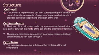 Structure
Cell wall
 It’s function is to prevent the cell from bursting and give it’s shape and
made of substance consists of polymer of sugars and miniacids, It
provides structural support and protection of the wall
Cell membrane
 The inner of the cell is surrounded by a plasma membrane that acts
as a barrier between the inside of the cell and the external environment
 The plasma membrane is selectively permeable meaning that only
certain molecule can pass through it
Cytoplasm
 The cytoplasm is a gel-like substance that contains all the cell
components
 